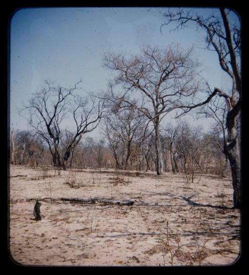 Landscape, grass and trees