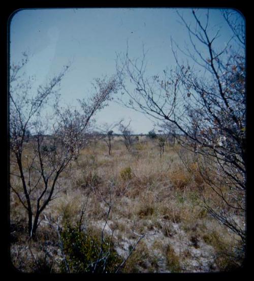 Landscape, scrubs and trees