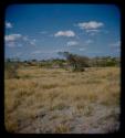 Landscape, grass and trees