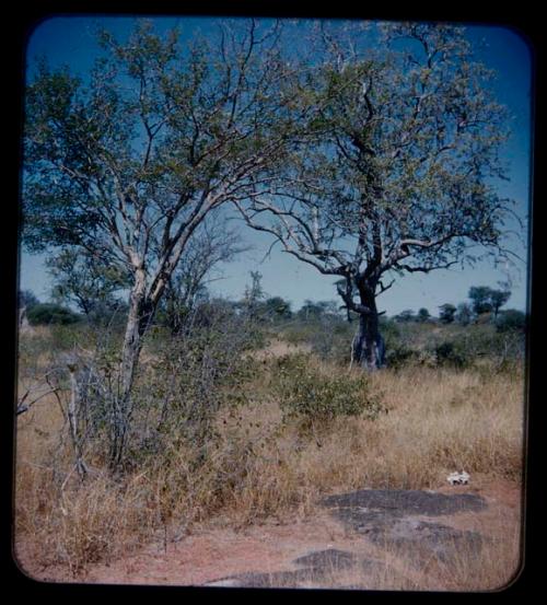 Landscape, grass, shrubs, and trees