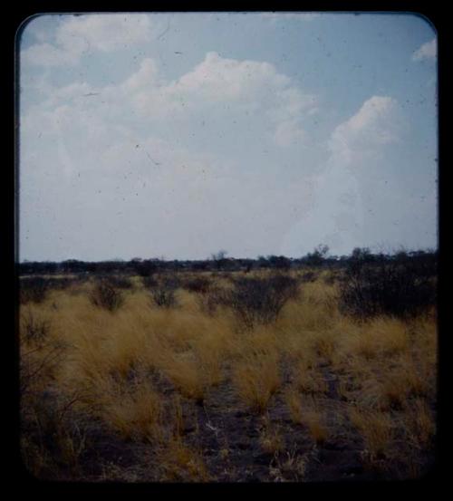 Landscape, grass and shrubs