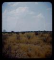 Landscape, grass and shrubs