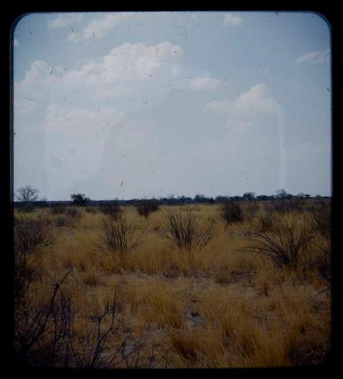 Landscape, grass and shrubs