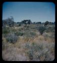 Landscape, grass and shrubs