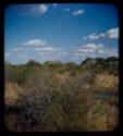 Landscape, grass and shrubs