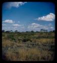 Landscape, grass and shrubs