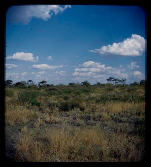 Landscape, grass and shrubs