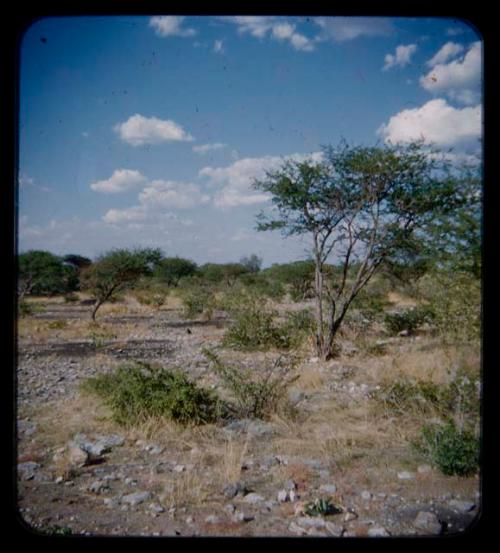 Landscape, grass and trees