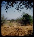 Landscape, grass and trees