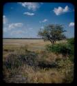 Landscape, grass and trees