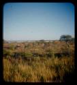 Landscape, grass and trees