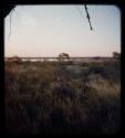 Landscape, grass and trees