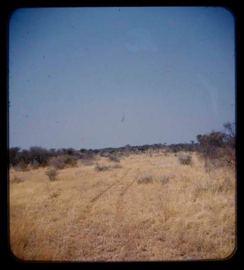 Yellow grass and truck tracks