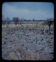 Landscape, gray sand