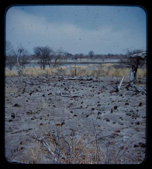 Landscape, gray sand