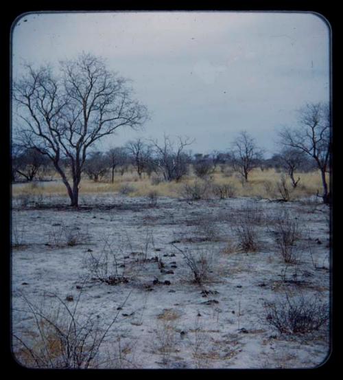 Landscape, gray sand