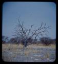 Landscape, gray sand and dead tree