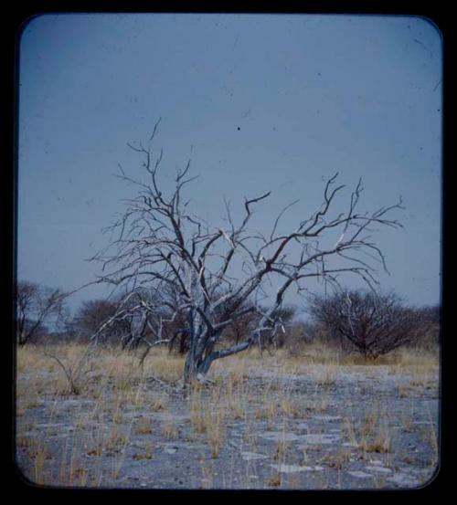 Landscape, gray sand and dead tree