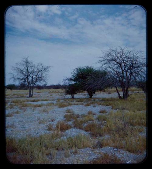 Landscape, gray sand