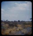 Landscape, gray sand and trees