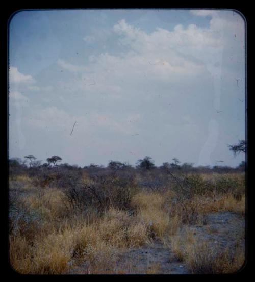 Landscape, gray sand and trees