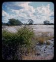 Landscape, gray sand and brush