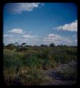 Landscape, grass and trees