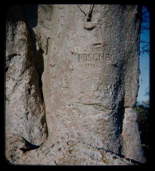 Names carved on a baobab tree