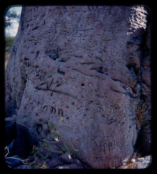 Names carved on a baobab tree