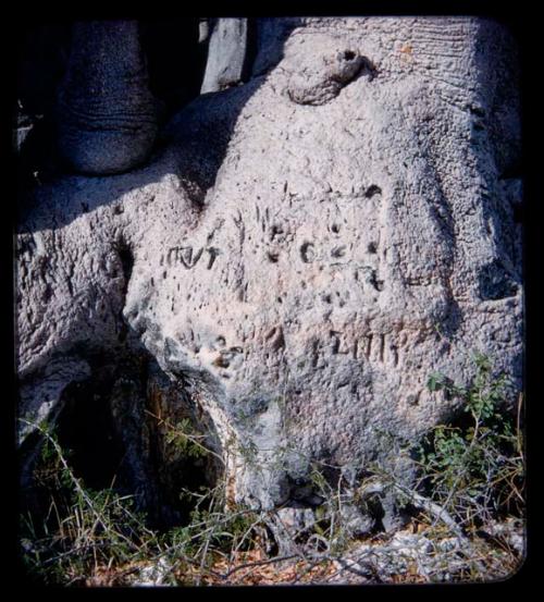 Names carved on a baobab tree