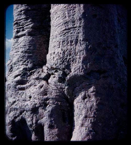 Names carved on a baobab tree