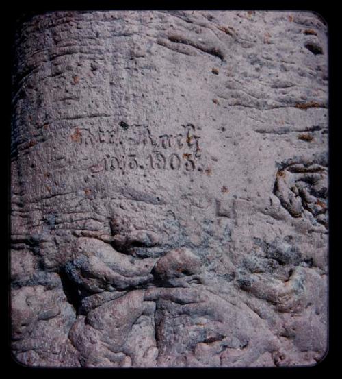 Names carved on a baobab tree