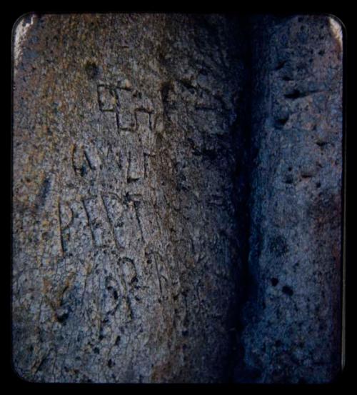 Names carved on a baobab tree