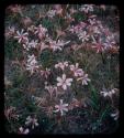 Field of pink flowers