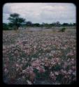 Field of pink flowers