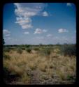 Landscape, grass, shrubs, and trees