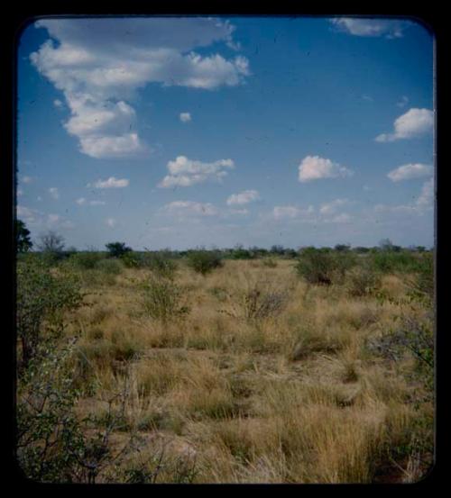 Landscape, grass, shrubs, and trees