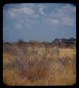 Landscape, grass, shrubs, and trees