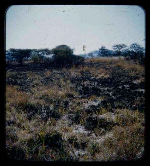 Burned area in the veld