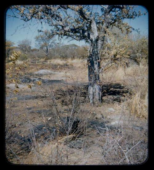 Burned tree