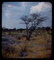 Burned grass and trees