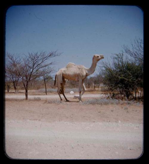 Camel walking