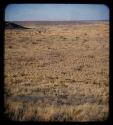 Landscape, grass and plants