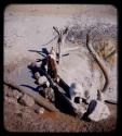 Goats drinking at a waterhole