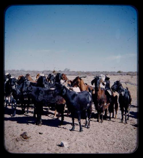 Herd of goats