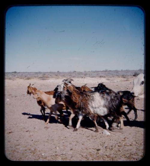 Goats and cattle