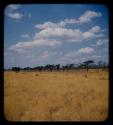 Landscape, grass and trees