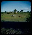 Landscape, horse grazing in the distance