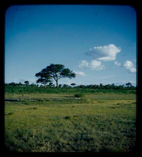 Landscape, grass and trees