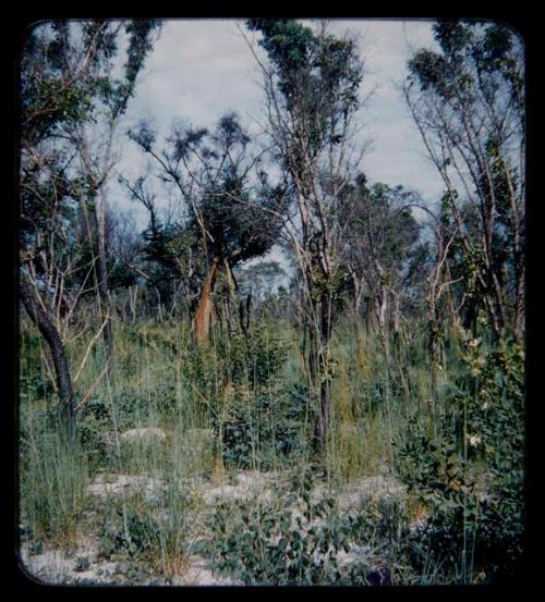 Landscape, trees and grass